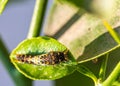 Caterpillar of a lime butterfly selective focus