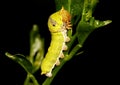 Caterpillar of the lime or lemon butterfly, Papillio demoleus