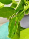 Caterpillar on line leaf Royalty Free Stock Photo