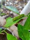 Caterpillar looking for food on leaf lime tree Royalty Free Stock Photo