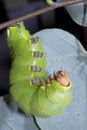 Caterpillar of the luna moth (Actias luna Royalty Free Stock Photo