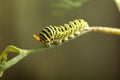 Caterpillar machaon on dill. garden pest on green background Royalty Free Stock Photo