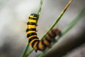 Caterpillar macro Royalty Free Stock Photo