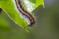 Caterpillar