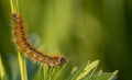 Caterpillar of Malacosoma castrense, ground lackey