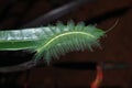 Caterpillar of mango baron beautiful butterfly Royalty Free Stock Photo