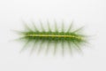 Caterpillar of mango baron butterfly Royalty Free Stock Photo