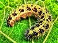 Caterpillar, metamorphosis, butterfly Royalty Free Stock Photo