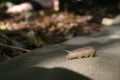 Caterpillar of Mimas Tiliae - Lime Hawk-Moth