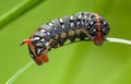 Caterpillar mimicry fake head Royalty Free Stock Photo