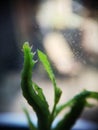 Caterpillar on mint leaf macro Royalty Free Stock Photo