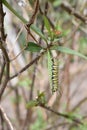 Monarch butterfly caterpillar on milkweed Royalty Free Stock Photo