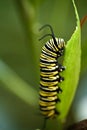 Caterpillar monarch butterfly