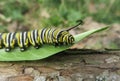 Caterpillar monarch on leaf in the garden Royalty Free Stock Photo
