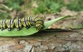 Caterpillar monarch on leaf in the garden Royalty Free Stock Photo