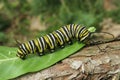 Caterpillar monarch on plant in the garden Royalty Free Stock Photo