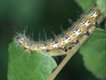 Caterpillar of the moon butterfly Royalty Free Stock Photo