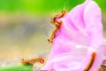 Caterpillar and morning glory Royalty Free Stock Photo