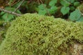 Caterpillar on moss in Snoqualmie Falls Royalty Free Stock Photo