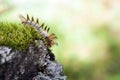 Caterpillar on Mossy Rock