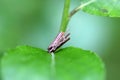 Caterpillar of the moth Psyche casta