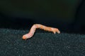 A caterpillar of the mottled umber, a moth of the family Geometridae