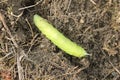 Caterpillar moving in the grass