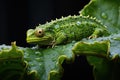 caterpillar munching on a cabbage leaf Royalty Free Stock Photo