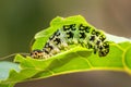 caterpillar munching on a fresh green leaf Royalty Free Stock Photo