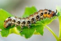 caterpillar munching on a fresh green leaf Royalty Free Stock Photo