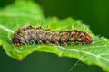 caterpillar munching on a fresh green leaf Royalty Free Stock Photo