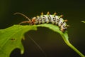 caterpillar munching on a fresh green leaf Royalty Free Stock Photo