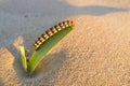 Caterpillar munching on leaf