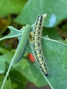 Caterpillar munching leaf Royalty Free Stock Photo