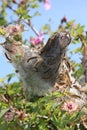 Caterpillar nest