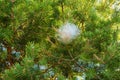 Caterpillar nest in a pine Royalty Free Stock Photo