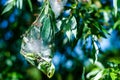 A caterpillar nest on a tree Royalty Free Stock Photo
