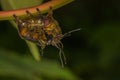 Caterpillar of notodontidae moth Royalty Free Stock Photo