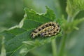 Caterpillar Nymphalis urticae Aglais urticae eating on a nettle