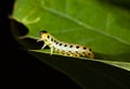 Caterpillar on oak leaf Royalty Free Stock Photo