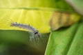 Caterpillar on old leaf in tropical jungle. Island Bali, Indonesia. Close up