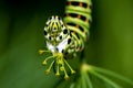 Caterpillar of the Old World Swallowtail (Papilio machaon), a cl