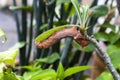 A caterpillar of oleander hawk moth or army green moth is eating a tree leaf Royalty Free Stock Photo