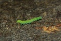 A caterpillar Operophtera Brumata