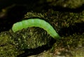 A caterpillar Operophtera Brumata