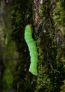 A caterpillar Operophtera Brumata