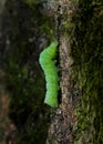 A caterpillar Operophtera Brumata