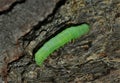 A caterpillar Operophtera Brumata