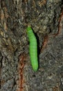 A caterpillar Operophtera Brumata