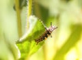 The caterpillar Orgyia Antiqua, rusty tussock moth or vapourer